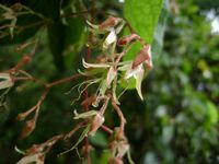 Tacazzea apiculata fls2-t.JPG